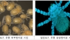 "캠핑 다녀온 뒤 열 나네"…혹시 감기 아닌 