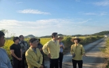 영암 일부 논서 벼멸구 피해 확인, 수확 전 예찰·방제 당부