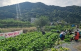 지원2동, 제철 농산물로 이웃사랑 실천벗바리농장서 직접 키운 무 수확…취약계층 반찬 나눔에 활용