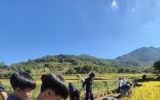 순천시 낙안면, 낙안초 아이들 황금빛 들녘서 올해 첫 벼베기