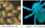 "캠핑 다녀온 뒤 열 나네"…혹시 감기 아닌 